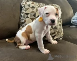 Photo №1. american pit bull terrier - à vendre en ville de Chicago | 615€ | Annonce №50501