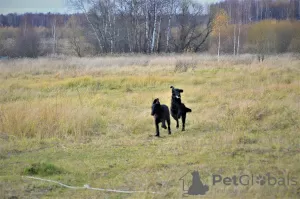 Photos supplémentaires: Chiot Retriever à Poil Droit