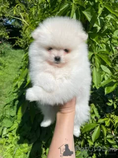 Photos supplémentaires: Spitz de Poméranie, pas seulement des renards !