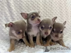 Photo №1. chihuahua - à vendre en ville de Paris | négocié | Annonce №36289