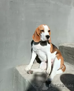 Photos supplémentaires: Chiots Beagle à vendre.