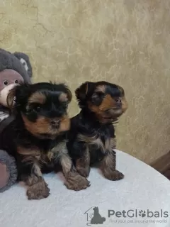 Photo №1. yorkshire terrier - à vendre en ville de Верхнеднепровск | 165€ | Annonce №10683