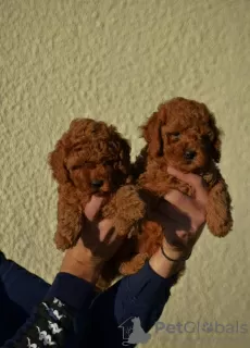 Photos supplémentaires: Mini Caniche, coloris rouge et abricot