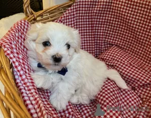 Photo №3. Beaux chiots Maltipoo. Allemagne