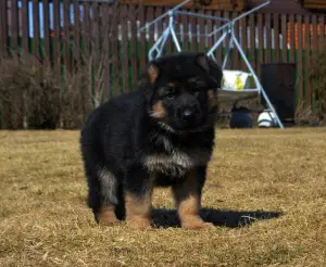 Photo №1. berger allemand - à vendre en ville de Petrozavodsk | 358€ | Annonce №2044