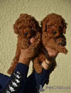 Photos supplémentaires: Mini Caniche, coloris rouge et abricot