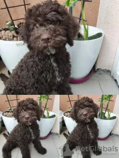 Photos supplémentaires: Chiots Lagotto Romagnolo à vendre