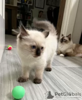 Photo №1. ragdoll - à vendre en ville de Sydney | 600€ | Annonce № 89824