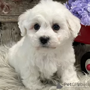 Photo №1. bichon à poil frisé - à vendre en ville de New york | 473€ | Annonce №48692