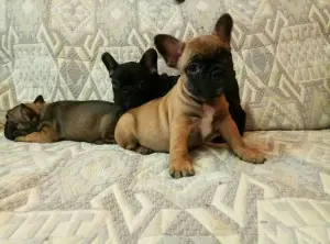 Photo №1. bouledogue - à vendre en ville de Moscou | 172€ | Annonce №2196