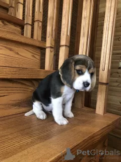 Photos supplémentaires: Le charmant chiot beagle est à la recherche d'un foyer et des plus tendres