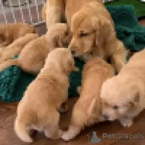 Photo №1. golden retriever - à vendre en ville de Saariselkä | 340€ | Annonce №120633