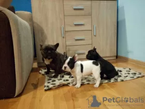 Photo №1. bouledogue - à vendre en ville de Temple | négocié | Annonce №11073