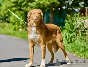 Photos supplémentaires: Le magnifique chien Rom cherche une famille.