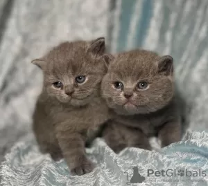 Photo №1. british shorthair - à vendre en ville de Oyster Bay | 237€ | Annonce № 102291