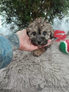 Photo №1. caniche (jouet) - à vendre en ville de Tallinn | 750€ | Annonce №35332