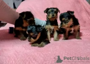 Photo №1. yorkshire terrier - à vendre en ville de Dubai | 410€ | Annonce №13797