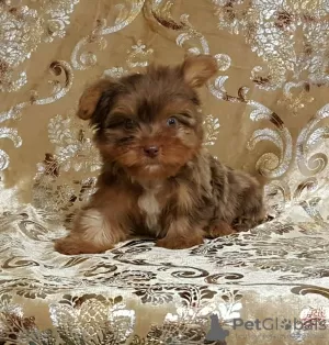 Photo №1. yorkshire terrier - à vendre en ville de Sioux Falls | 331€ | Annonce №39690