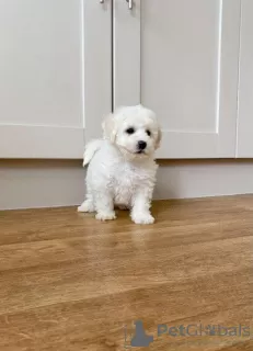 Photo №2 de l'annonce № 75521 de la vente bichon à poil frisé - acheter à Lituanie annonce privée