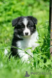 Photo №1. border collie - à vendre en ville de Kalouga | 1000€ | Annonce №10708