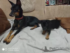 Photos supplémentaires: Chiots pinscher nain à vendre