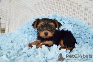 Photo №3. Superbes chiots Yorkshire Terrier. La Grande-Bretagne