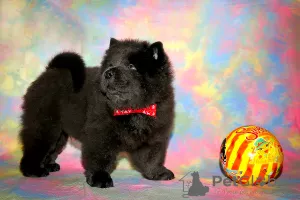 Photo №1. chow-chow - à vendre en ville de Москва | 432€ | Annonce №8037