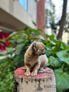 Photos supplémentaires: Vente de trois garçons Chihuahua avec documents officiels et vaccinés