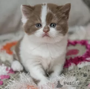 Photo №1. british shorthair - à vendre en ville de Berlin | 300€ | Annonce № 101698