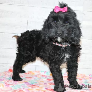 Photo №1. labradoodle - à vendre en ville de Chicago | 473€ | Annonce №45612