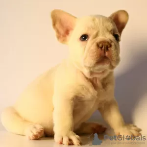 Photos supplémentaires: Chiots bouledogue français moelleux