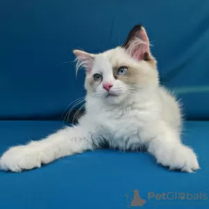 Photo №4. Je vais vendre ragdoll en ville de Vladivostok. de la fourrière, éleveur - prix - négocié