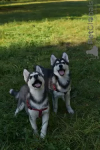 Photos supplémentaires: chiots husky sibérien