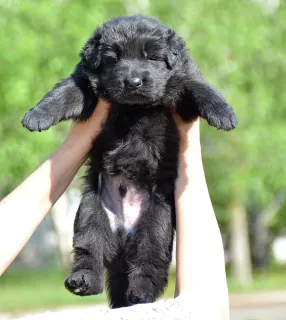 Photos supplémentaires: chiots berger allemand à poil long garçons et filles KSU / FCI, 33 jours, livre