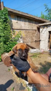 Photos supplémentaires: Des chiots entre de bonnes mains