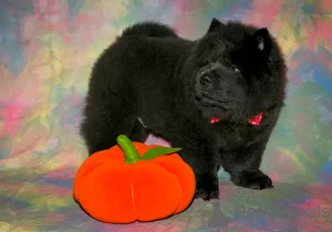 Photos supplémentaires: Chiots Chow Chow