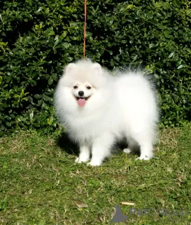 Photos supplémentaires: Chiots blancs optiques de race pure de l'union du chenil Fci