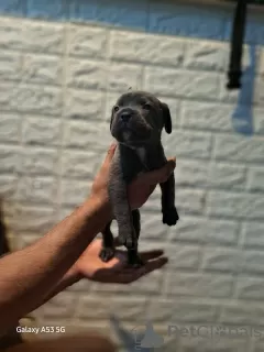 Photo №1. cane corso - à vendre en ville de Belgrade | négocié | Annonce №64434