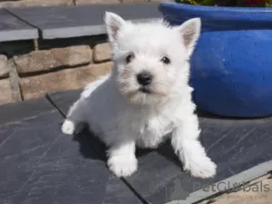 Photo №3. Superbes chiots West Highland Terrier. Lituanie