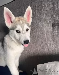 Photo №1. husky de sibérie - à vendre en ville de Warka | Gratuit | Annonce №62814