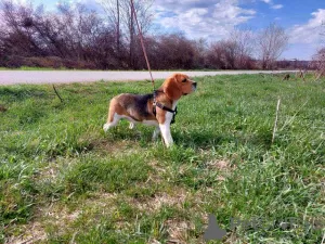 Photos supplémentaires: beagle