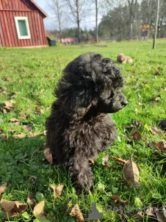 Photo №4. Je vais vendre caniche (jouet) en ville de Tallinn. de la fourrière - prix - 1000€