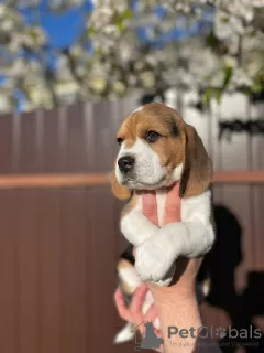 Photos supplémentaires: Le charmant chiot beagle est à la recherche d'un foyer et des plus tendres