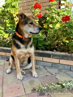 Photos supplémentaires: Jeune chien entre de bonnes mains