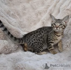 Photo №1. ocicat - à vendre en ville de Kuwait City | négocié | Annonce № 132245