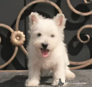 Photos supplémentaires: West Highland White Terrier chiot femelle