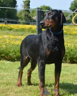 Photos supplémentaires: Super portée enregistrée de chiots Champion Line