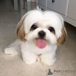 Photo №4. Je vais vendre shih tzu en ville de Фокино.  - prix - 300€