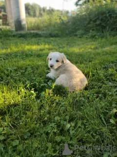 Photo №4. Je vais vendre border collie en ville de Gościm. annonce privée - prix - 850€