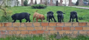 Photos supplémentaires: Mastiff sud-africain - Boerboel